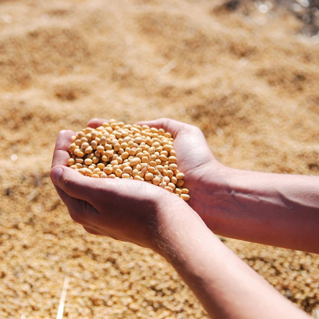 Soya fasulyesi (4) (1)